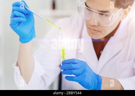 Bioscience Scientist che lavora in laboratorio medico per la ricerca e lo sviluppo di nuovi farmaci mediante estrazione chimica di essenza naturale dalle foglie per rendere la natura sicura Foto Stock