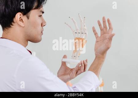 Physical Doctor guardando il palmo confrontare con il modello per capire Anatomy del sistema muscolare mano tendini legamenti. Foto Stock