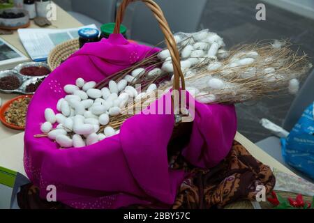 Silkworm Mulberry bombyx mori nel processo di produzione della seta durante la coonatura. Cocoons di seta per la produzione della seta. Bozzolo rosa caldo nel cesto . Foto Stock