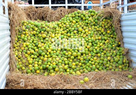 Dolce lime all'ingrosso mercato, Mosambi è un popolare frutto tropicale. Limone dolce (Citrus limetta) frutta in vendita sul mercato al mercato di koyambedu, Chennai Foto Stock