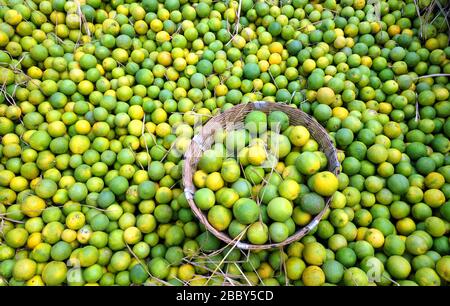 Dolce lime all'ingrosso mercato, Mosambi è un popolare frutto tropicale. Limone dolce (Citrus limetta) frutta in vendita sul mercato al mercato di koyambedu, Chennai Foto Stock