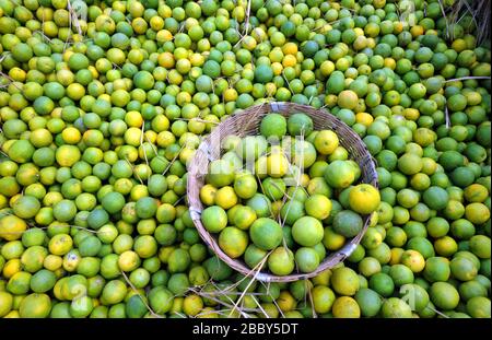 Dolce lime all'ingrosso mercato, Mosambi è un popolare frutto tropicale. Limone dolce (Citrus limetta) frutta in vendita sul mercato al mercato di koyambedu, Chennai Foto Stock