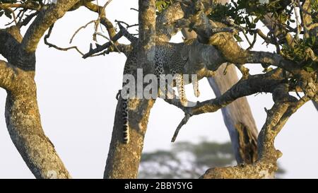 leopardo che dorme in un albero di salsiccia a serengeti np Foto Stock