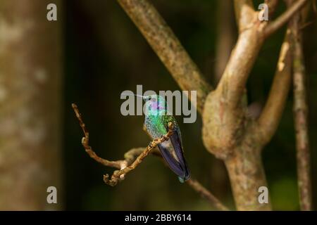 Violetaro minore (Colibri cyanotus) al Rifugio Curi Cancha Wildlife a Monteverde, Costa Rica. Foto Stock