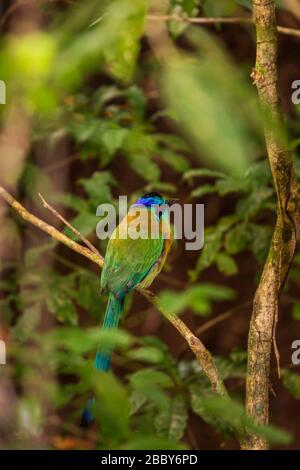 motmot di una lezione (Momotus lessonii) al Rifugio Curi Cancha Wildlife, Monteverde, Costa Rica. Foto Stock