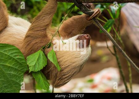 Sloth a due punte (Choloepus hoffmanni) che sale su una filiale al Jaguar Rescue Centre di Puerto Viejo de Talamanca nella provincia di Limon, Costa Rica. Foto Stock