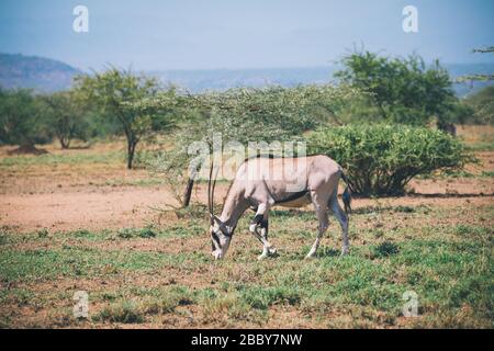 Orice dell'Africa orientale, orice di Oryx beisa o Beisa, antilope nel parco nazionale dell'lavaggio in Etiopia. Foto Stock