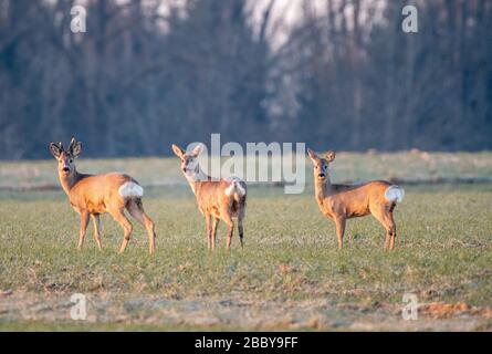 Giengen an Der Brenz, Germania. 02nd Apr, 2020. Cervi sono in piedi in un campo all'alba. Credito: Stefan Puchner/dpa/Alamy Live News Foto Stock