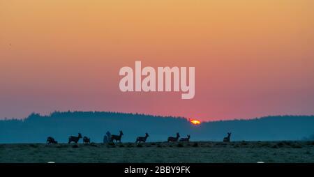 Giengen an Der Brenz, Germania. 02nd Apr, 2020. Cervi sono in piedi in un campo all'alba. Credito: Stefan Puchner/dpa/Alamy Live News Foto Stock