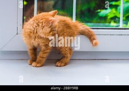 gattino di zenzero piccolo sul davanzale Foto Stock