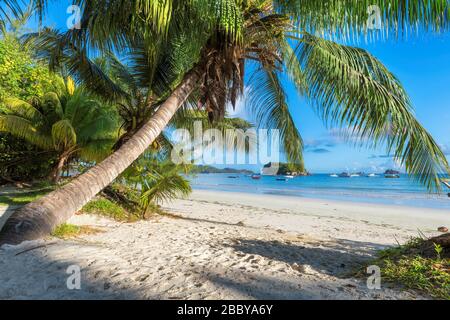 Exotic Tropical Beach Foto Stock