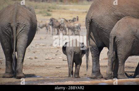 Elefante bambino che cammina con la mandria in un'acqua secca con zebra sullo sfondo Foto Stock