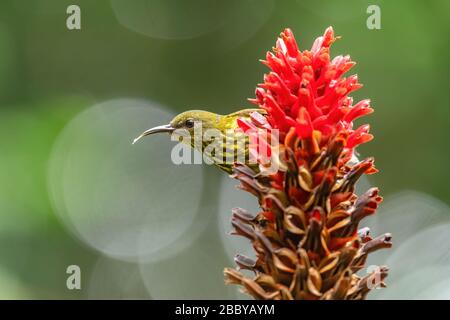 Blue-naped Sunbird - Arachnothera ipogrammica, bello piccolo sunbird da foreste e boschi dell'Asia orientale, Mutiara Taman Negara, Malesia. Foto Stock