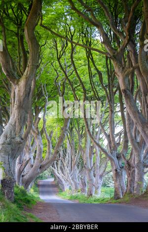 I colori dell'alba sui rami del Dark Hedges, Ballymoney, County Antrim, Ulster regione, Irlanda del Nord, Regno Unito. Foto Stock