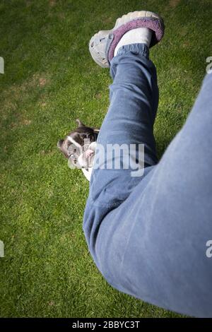 Un bel Bulldog francese bianco e nero. Ritratto con espressione carina nel volto rugoso. Foto Stock