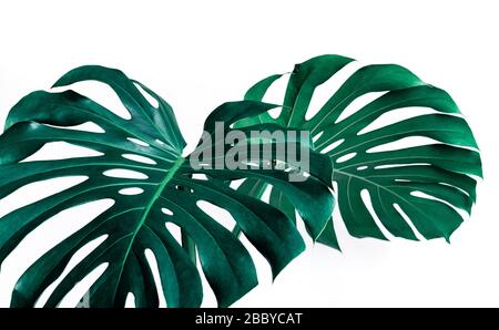 Fuoco selettivo delle foglie di monstera (foglia) sul colore bianco per decorare la composizione design background.Tropical, natura botanica pattern.close up Foto Stock