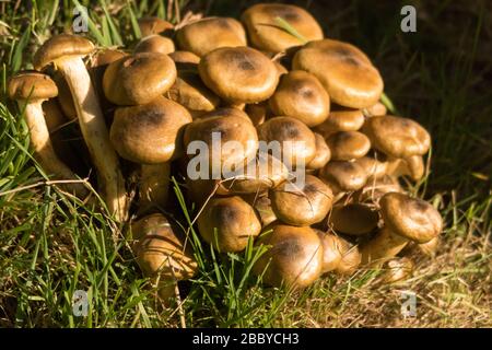 Un mazzetto di funghi in una foresta Foto Stock