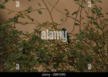 Palestina Sunbird preying sui fiori nel deserto in Giordania. Foto Stock