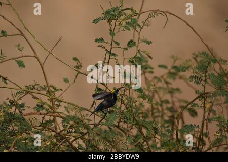 Palestina Sunbird preying sui fiori nel deserto in Giordania. Foto Stock