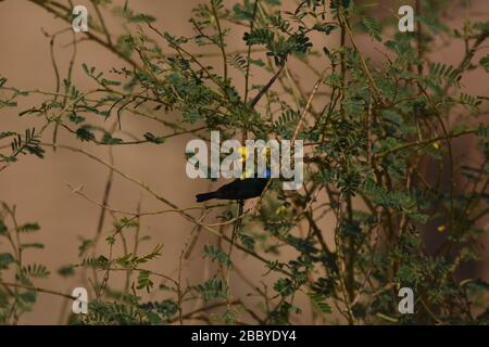 Palestina Sunbird preying sui fiori nel deserto in Giordania. Foto Stock