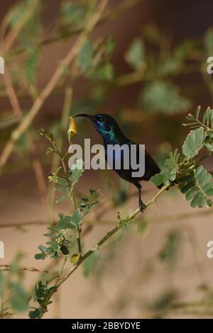 Palestina Sunbird preying sui fiori nel deserto in Giordania. Foto Stock