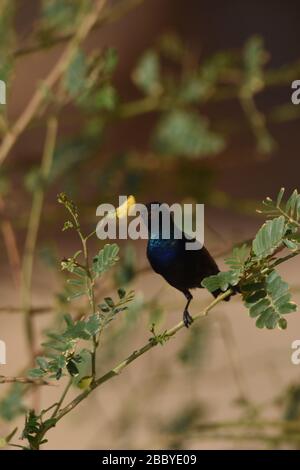 Palestina Sunbird preying sui fiori nel deserto in Giordania. Foto Stock