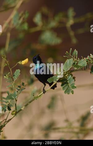 Palestina Sunbird preying sui fiori nel deserto in Giordania. Foto Stock