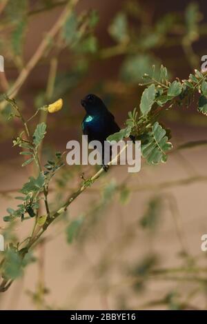 Palestina Sunbird preying sui fiori nel deserto in Giordania. Foto Stock