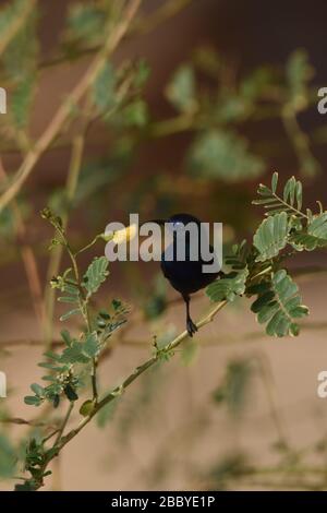 Palestina Sunbird preying sui fiori nel deserto in Giordania. Foto Stock