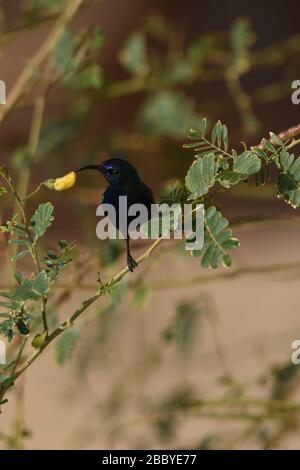 Palestina Sunbird preying sui fiori nel deserto in Giordania. Foto Stock