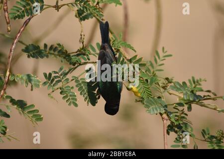 Palestina Sunbird preying sui fiori nel deserto in Giordania. Foto Stock