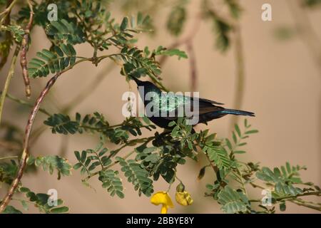 Palestina Sunbird preying sui fiori nel deserto in Giordania. Foto Stock