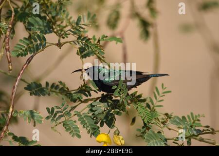 Palestina Sunbird preying sui fiori nel deserto in Giordania. Foto Stock