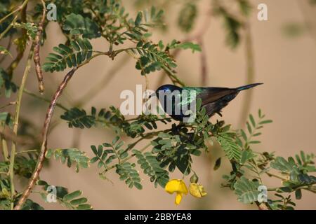 Palestina Sunbird preying sui fiori nel deserto in Giordania. Foto Stock