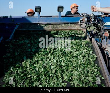 Norfolk, Wissington. Lavoratori migranti che raccolgono spinaci per i consumatori britannici. Foto Stock
