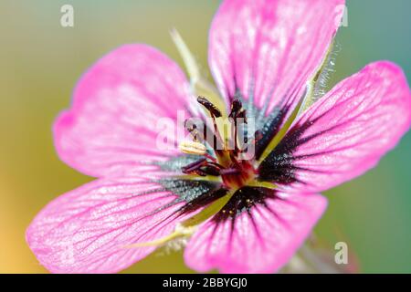 rosa hardy geranio fiore testa in pieno sole Foto Stock