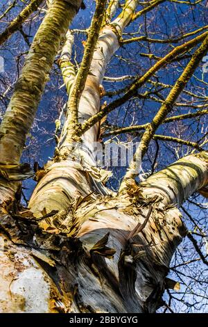 guardando su un albero di betulla d'argento Foto Stock