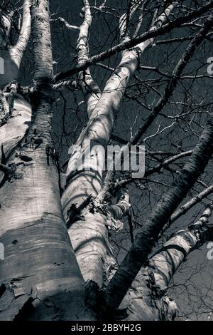 immagine in bianco e nero che guarda su albero di betulla d'argento Foto Stock