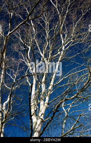 guardando su un albero di betulla d'argento Foto Stock