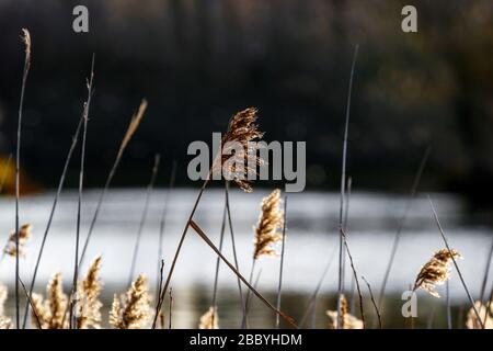 primo piano di scordi con il lago dietro Foto Stock