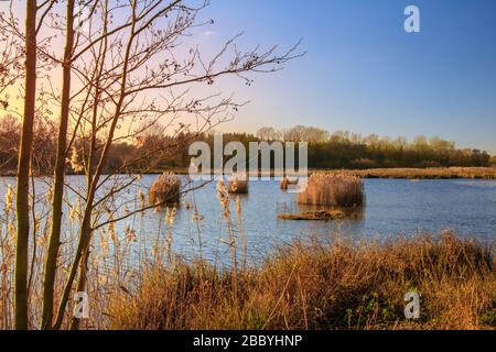 vista sul lago con canne Foto Stock