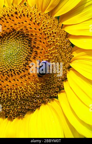 Bumblebee seduto sul girasole giallo. Primo piano, semi macro. Foto Stock