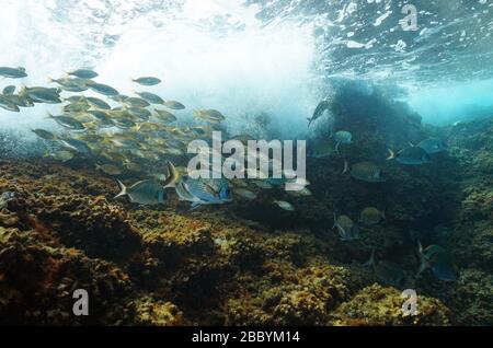 Scuola di pesce (orate di mare) con rottura d'onda su roccia sott'acqua nel Mar Mediterraneo, Costa Azzurra, Francia Foto Stock
