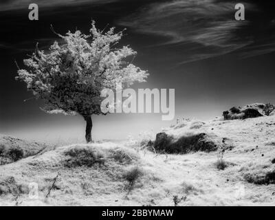 Immagine a infrarossi monocromatica di un albero di biancospino Foto Stock