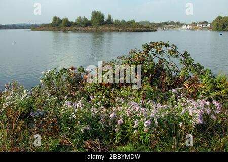 Vista generale sul lago. Fairlop Waters Country Park, Fairlop Foto Stock