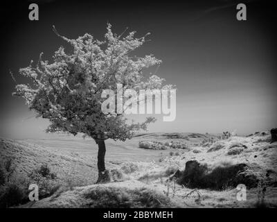 Immagine a infrarossi monocromatica di un albero di biancospino Foto Stock