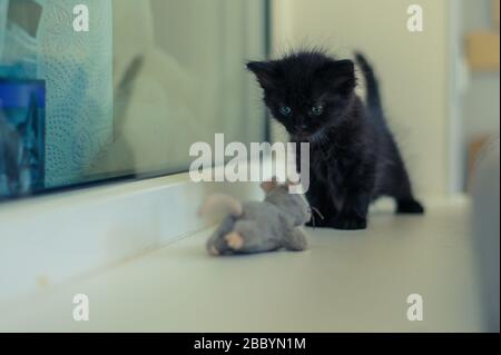 il gattino nero è giocato sul davanzale con un mouse grigio giocattolo Foto Stock