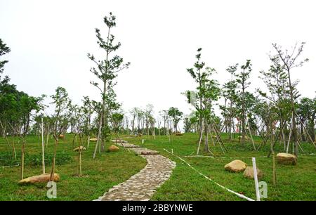 Alberi recentemente piantati nel parco. Alberi recentemente piantati con prati verdi in pietra percorso nel parco, Zhongshan, Guangdong, Cina. Giardino paesaggio design. Foto Stock