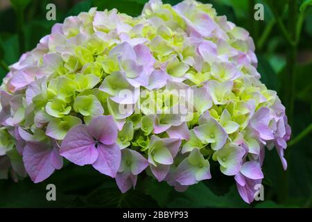 Pittoresco bel tenero fiore di hydrangea rosa su uno sfondo di foglie verdi in primavera. Panoramica fioritura hydrangea in estate Foto Stock