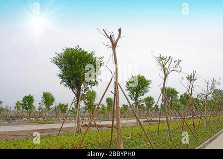 Alberi recentemente piantati nel parco. Alberi recentemente piantati con prati verdi in pietra percorso nel parco, Zhongshan, Guangdong, Cina. Giardino paesaggio design. Foto Stock